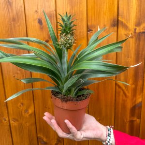 Ananás (Ananas comosus) ´MI AMIGO´ - výška 20-25 cm, kont. C1,5L